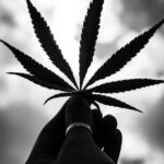 Купить семена конопли онлайн и особенности доставки img-1196.jpg