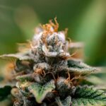 Спайс купить в Ульяновске img-199.jpg