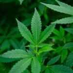 Полезные свойства урбеча из семян конопли и его применение img-2194.jpg