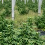 Незаконный оборот наркотических средств в российском законодательстве img-2228.jpg