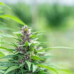 Сорт конопли Auto Critical Orange Punch img-2266.jpg