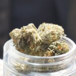 Семена конопли Auto Hercules от Ganja Seeds img-2335.jpg