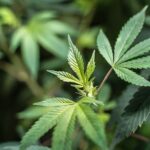 Выращивание конопли в Крыму img-2435.jpg