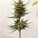 Кодеин и Парацетамол: Свойства и Применение Комбинированных Препаратов img-2452.jpg