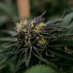 Прикормка для рыб с семенами конопли img-2520.jpg