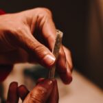 Феминизированные семена конопли Black Cherry Punch от Pyramid Seeds img-2616.jpg