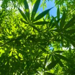 Семена конопли Canadian Kush 2.0 feminised - описание и преимущества сорта img-2694.jpg