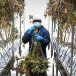 Законодательство о наркотиках в России и ответственность за незаконные действия с коноплей и марихуаной img-833.jpg